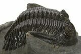Detailed Hollardops Trilobite Fossil - Ofaten, Morocco #340238-2